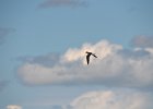 Visdief (common tern) Sterna hirundo - Ogii Nuur 14-08-2016 (3)